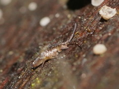 Paronellides