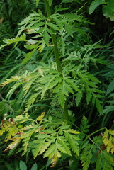 Pleurospermum austriacum