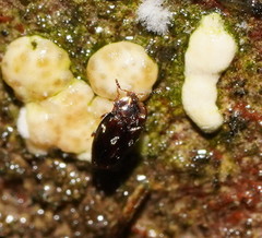 Corylophidae