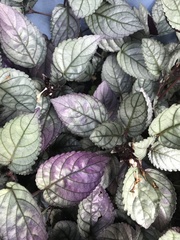 Hemigraphis alternata