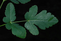 Pleurospermum austriacum