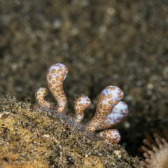 Phyllodesmium longicirrum