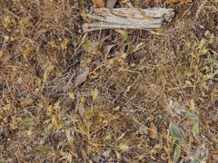 Pilosella castellana