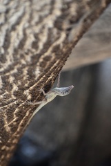 Anolis argenteolus
