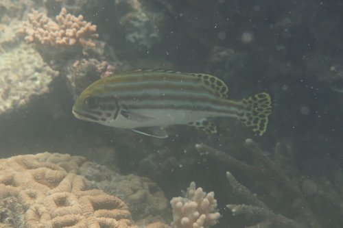 Lesson's sweetlips (Plectorhinchus lessonii) — Haemulidae — 5