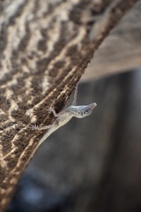 Anolis argenteolus