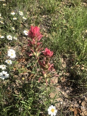 Castilleja purpurea