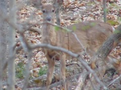 Odocoileus virginianus