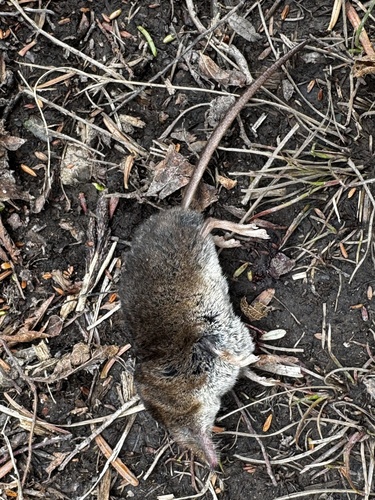 Masked Shrew observed by robinstamp