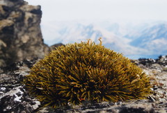 Aciphylla simplex