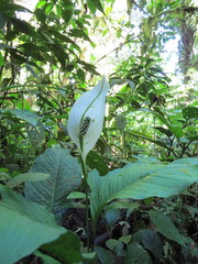 Spathiphyllum
