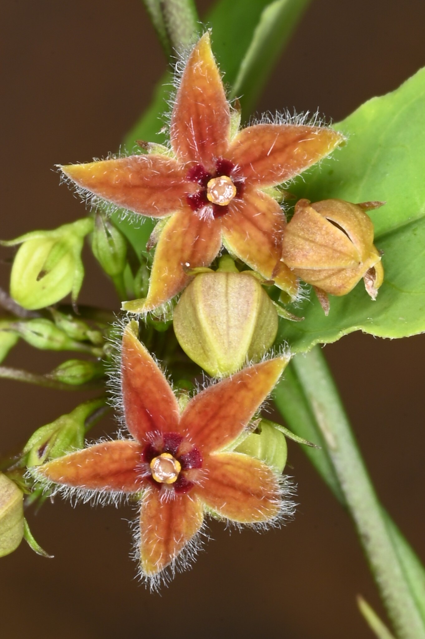 Petalostelma cearense