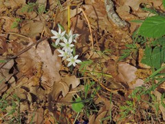 Ornithogalum baeticum
