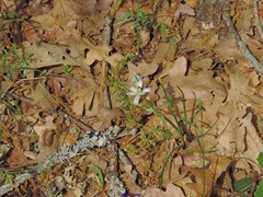 Ornithogalum baeticum