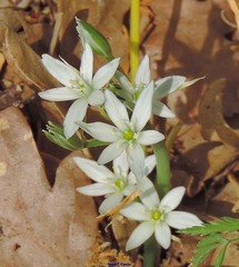 Ornithogalum baeticum