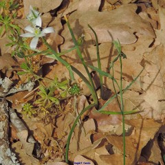 Ornithogalum baeticum