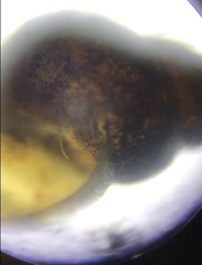 Potamopyrgus antipodarum