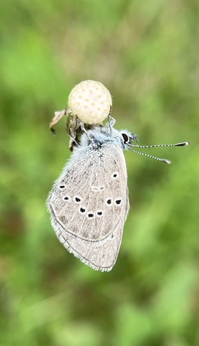 Silvery Blue