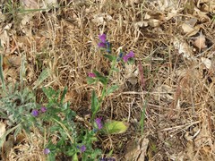 Echium plantagineum