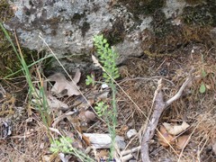 Lepidium campestre