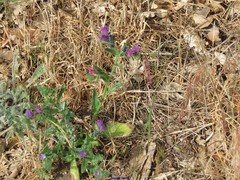 Echium plantagineum