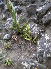 Asplenium decurrens