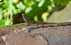 Anolis sagrei