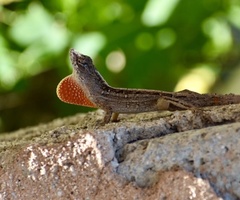 Anolis sagrei