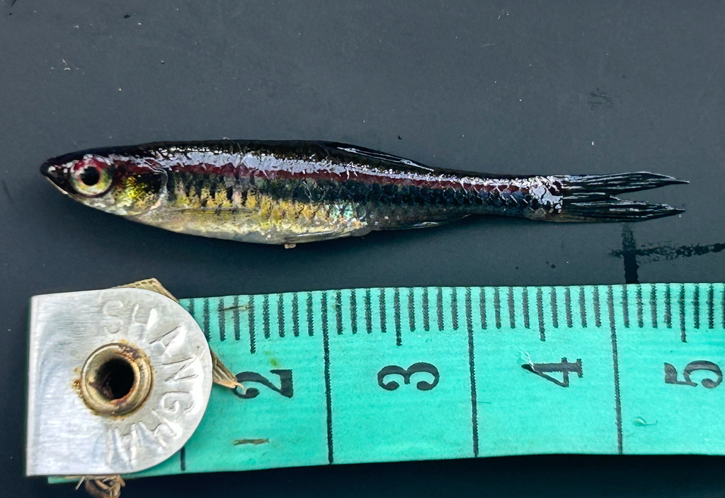 Glowlight Rasbora (Trigonopoma pauciperforatum)