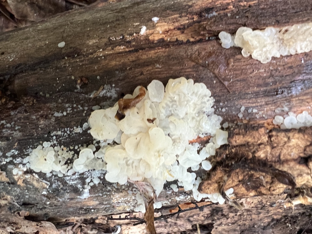 white jelly fungus · May 2026 · photo: Photo: (c) Mark Richman, some rights reserved (CC BY) · iNaturalist