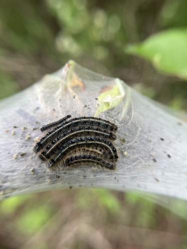 Eastern Tent Caterpillar Moth