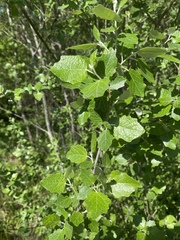 Populus