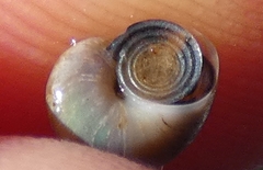 Margarites helicinus