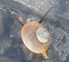 Margarites helicinus