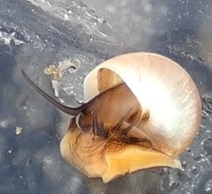 Margarites helicinus