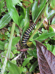 Methona confusa psamathe