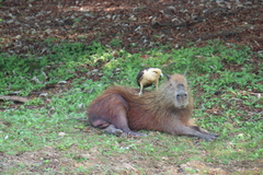 Hydrochoerus isthmius