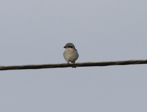 San Clemente Loggerhead Shrike