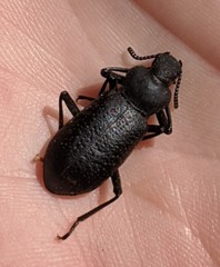 Iphthiminus serratus