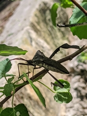 Acanthocephala declivis