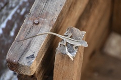 Anolis sagrei