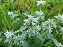 Pycnanthemum setosum