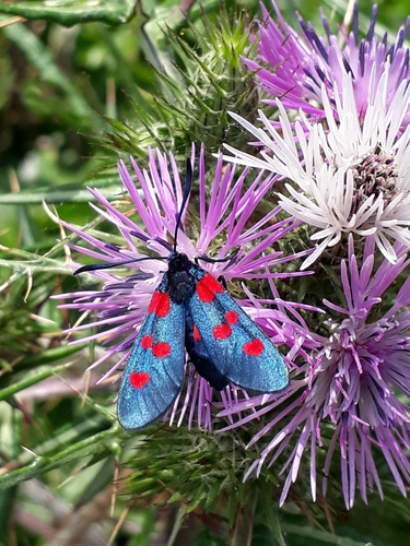 Five-spot Burnet, Skikda, DZ, photo 6 of 10