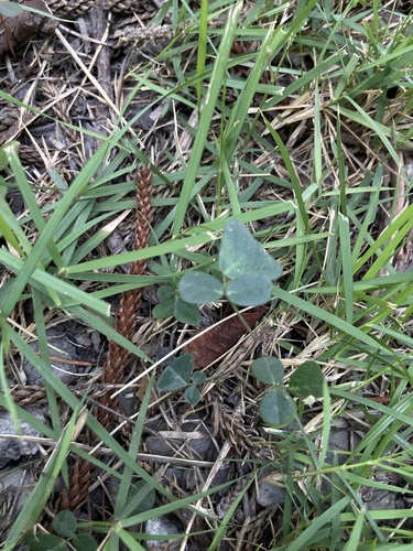 Christia obcordata observed 2026-05-22