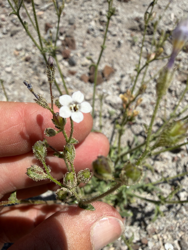 Gilia inconspicua, 2026-05-19