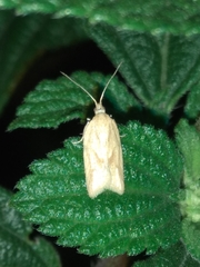 Clepsis coriacanus