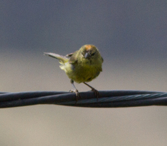 Leiothlypis celata sordida