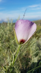 Calochortus catalinae