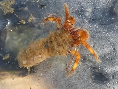 Discorsopagurus schmitti