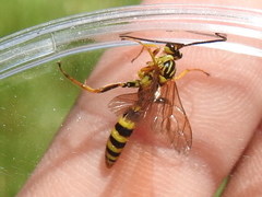 Setanta parsimonica